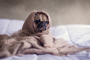 Dog with blanket wrapped around.